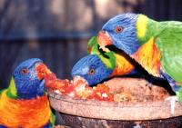 lkeet6001