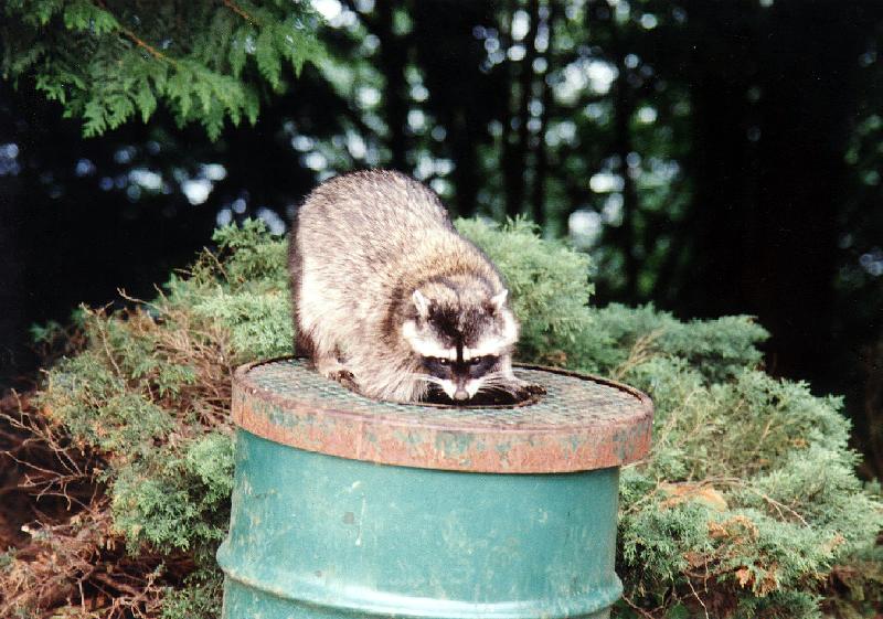 racoon1 Racoon, Stanley Park, Vancouver