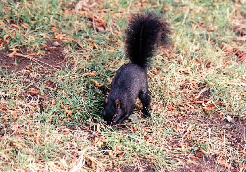 squirr1 Stanley Park, Vancouver