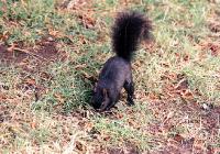 squirr1 Stanley Park, Vancouver